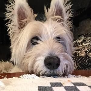 Meet your Posher, Joelandcarla